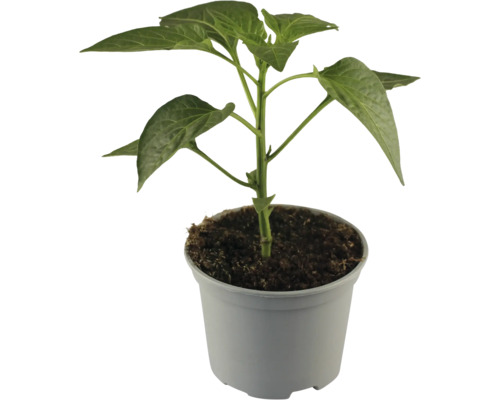 Paprikapflanze im Topf