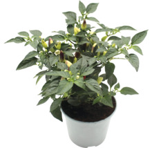 Chilipflanze im Topf mit Blättern und Chilis