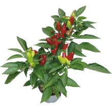 Chili Pflanze mit roten und grünen Früchten im Topf
