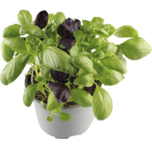 Basilikumpflanze im Topf