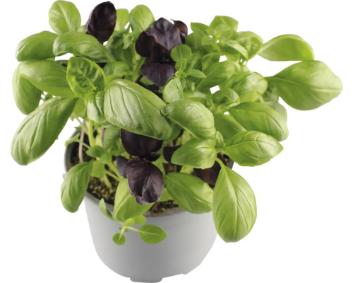 Basilikumpflanze im Topf