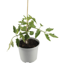 Tomatenpflanze mit Holzstab im Topf