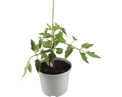Tomatenpflanze mit Holzstab im Topf