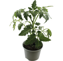 Tomatenpflanze im Topf