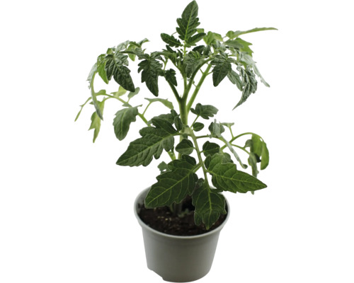 Tomatenpflanze im Topf