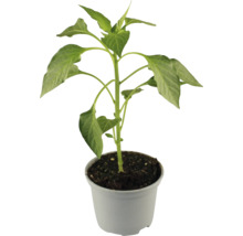 Paprikapflanze im Topf