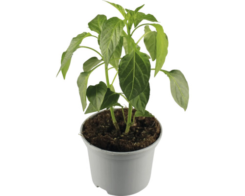 Kirschpeperoni FloraSelf Ø 10,5 cm Topf Gemüsepflanze Pflanze im Topf