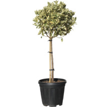 Im Topf gezogener Spindelstrauch als Kugelbaum