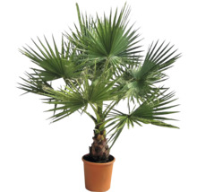 Hanfpalme im Topf