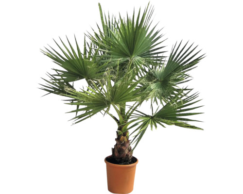 Hanfpalme im Topf