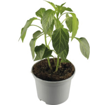 Paprikapflanze im Topf