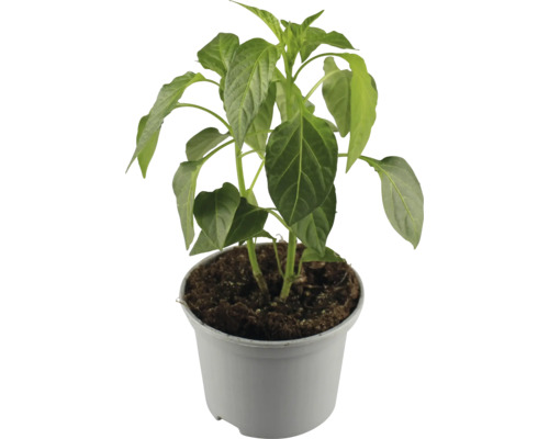 Paprikapflanze im Topf