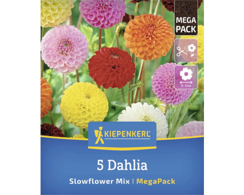 Kiepenkerl 5er Dahlien Slowflower Mix Mega Pack
