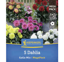 Kiepenkerl Logo, 5er Dahlien GoGo Mix MegaPack