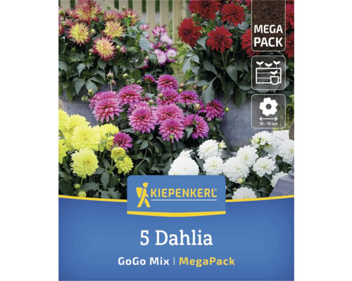Kiepenkerl Logo, 5er Dahlien GoGo Mix MegaPack