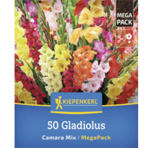Verpackung mit 50 Gladiole Camara Mix Blumenzwiebeln der Marke Kiepenkerl