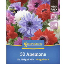Packung mit 50 Anemonen der Sorte St. Brigid Mix im Megapack