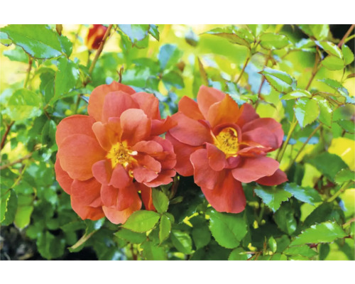 Nahaufnahme zweier orangefarbener Rosenblüten mit grünen Blättern