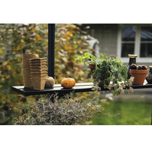 Dekorative Szene mit Pflanztöpfen, Kürbis und Pflanzen auf einem Regal.