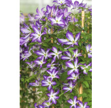 Blühende Clematis Kletterpflanze am Bambusstab