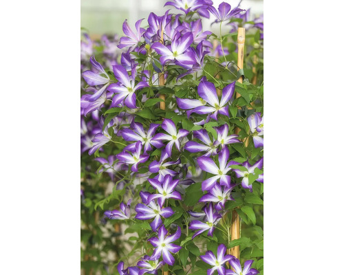 Blühende Clematis Kletterpflanze am Bambusstab