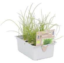 Schnittlauch im Topf