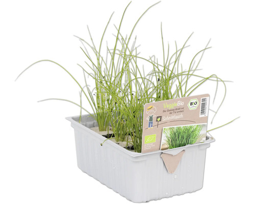 Schnittlauch im Topf