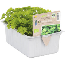 Krause Petersilie in einem weißen Pflanzgefäß mit VeggieBio-Etikett und Bio-Siegel.