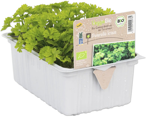 Krause Petersilie in einem weißen Pflanzgefäß mit VeggieBio-Etikett und Bio-Siegel.