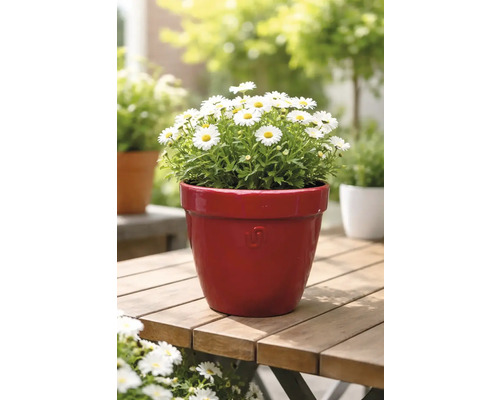 Margeriten in einem Blumentopf auf einem Holztisch im Garten