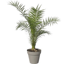 Dattelpalme im Topf