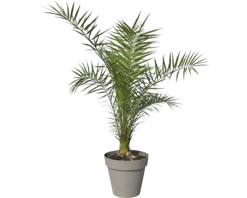 Dattelpalme im Topf