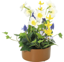 Dekorative Blumengesteck mit Narzissen, Traubenhyazinthen und verschiedenen Grünpflanzen in einem Pflanzgefäß.