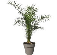 Dattelpalme im Topf für den Innenbereich