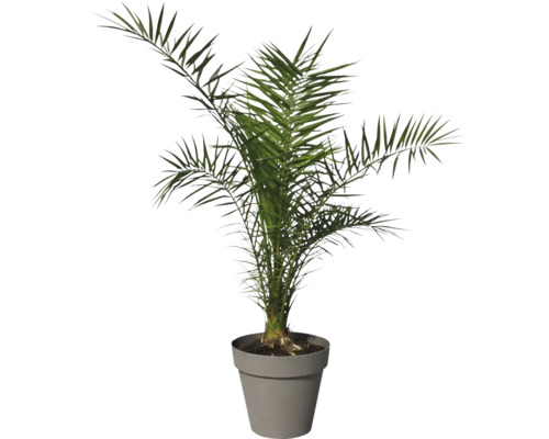 Dattelpalme im Topf für den Innenbereich