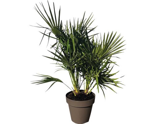 Hanfpalme im Topf