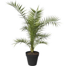 Dattelpalme im Topf als Zimmerpflanze