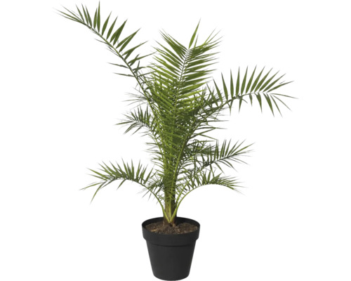 Dattelpalme im Topf als Zimmerpflanze