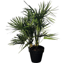 Hanfpalme im Topf