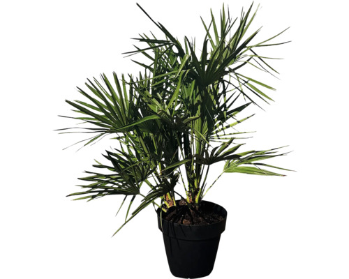Hanfpalme im Topf