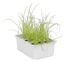 Schnittlauch in einer Pflanzschale