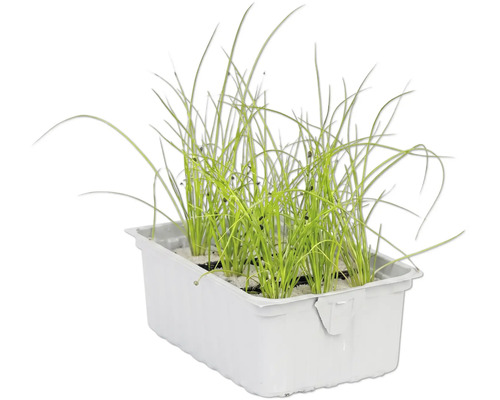 Schnittlauch in einer Pflanzschale