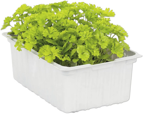 Petersilie im Pflanzgefäß