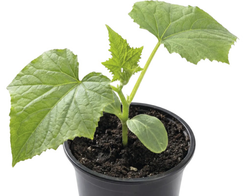 Gurkenpflanze im Topf