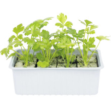 Petersilie in einer weißen Pflanzschale