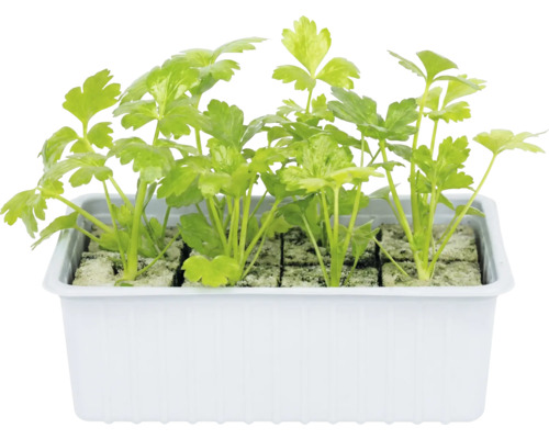 Petersilie in einer weißen Pflanzschale
