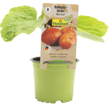 Hokkaido Kürbis Red Kuri Jungpflanze im Topf