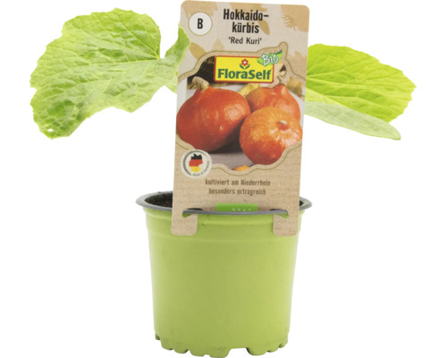 Hokkaido Kürbis Red Kuri Jungpflanze im Topf