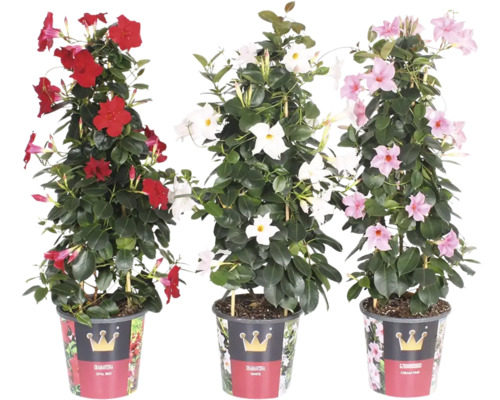 Drei Dipladenia Pflanzen in Töpfen mit roten, weißen und rosa Blüten