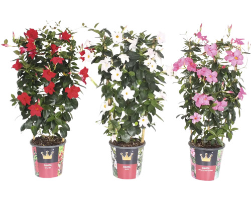 Drei Topfpflanzen der Sorte Diamantina mit roten, weißen und rosa Blüten